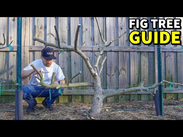 4 Reasons Your Fig Trees WON'T FRUIT [And How To FIX It!]