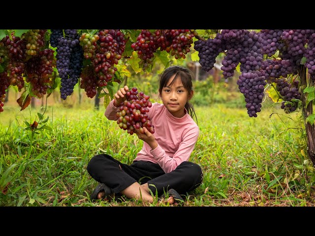 The poor girl harvest giant bunches of grapes and go to market sell | Poor Girl +