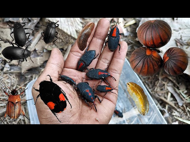 This is very cool! I found some beetles and other insects to observe