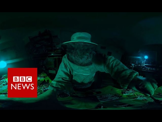 Resistance of Honey Master (360 video) - BBC News