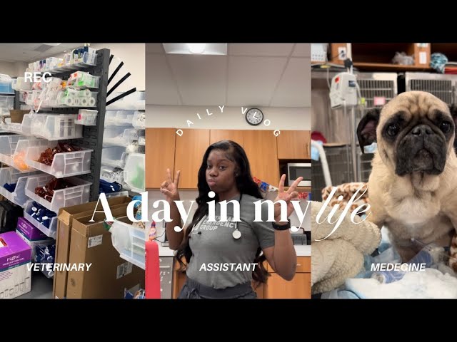 A day in my life as a Vet Assistant in ER | Journey to Vet school 🐾