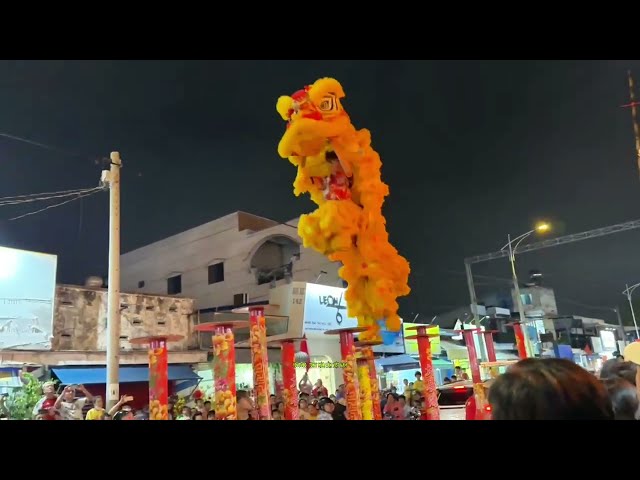 Múa Lân Santo Trên Mai Hoa Thung Cực Đỉnh 2025 LSR Chung Huy Đường Skill Santo Lion Dance Barongsai