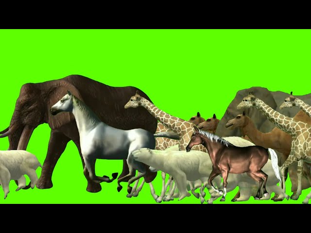 Wildlif crossing animated video | Animal zoo video | Animal stampede video | Stampede green screen