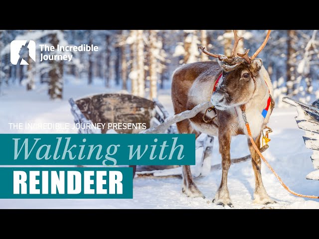 Journey with the Sami: Walking in Harmony with Reindeer