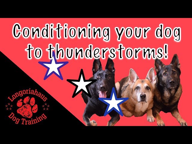 Conditioning your dog to thunderstorms.  (360 Video)