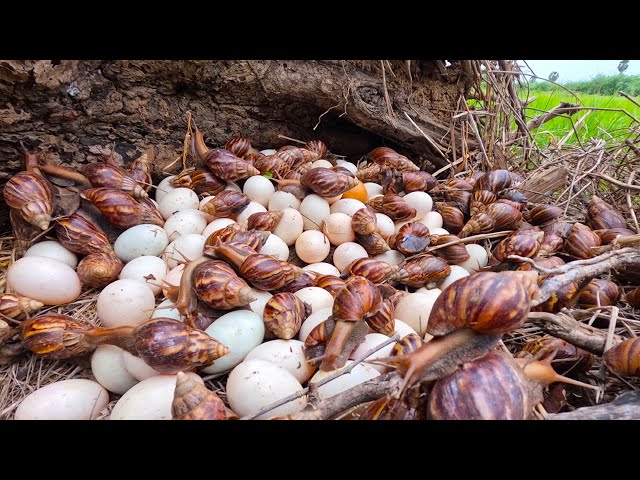 wow wow unique - pick a lot of duck eggs and snails on the tree stump at field by hand a farmer