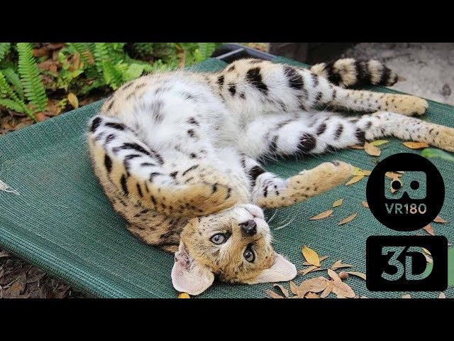 Serval Suffers A Broken Leg in 3D