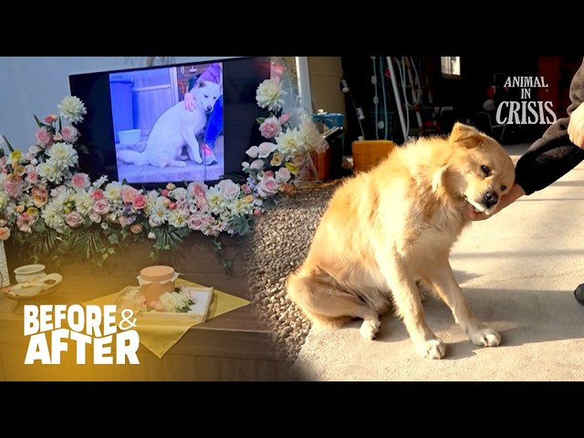 100 Days Since Pet Dog Died, A Miracle Found This Man l Animal in Crisis Ep 144