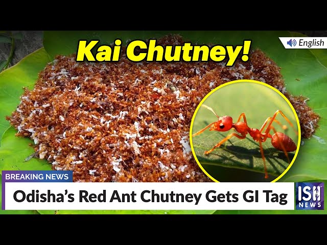 Odisha’s Red Ant Chutney Gets GI Tag | ISH News