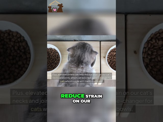 🤩 Enhance Your Cat's Mealtime Comfort