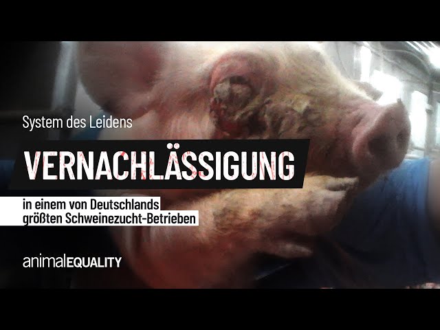 Vernachlässigung in einem von Deutschlands größten Schweinezucht-Betrieben