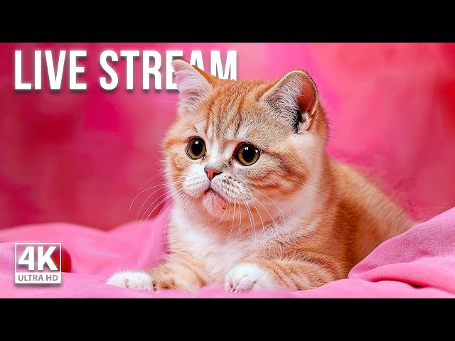 CAT MUSIC LIVE - 24/7 Music for Cats - Classical and Calming Sounds