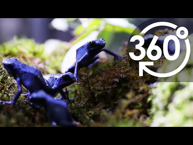 【いきもの目線】コバルトヤドクガエル ／ 360lives　Cobalt poison dart frog