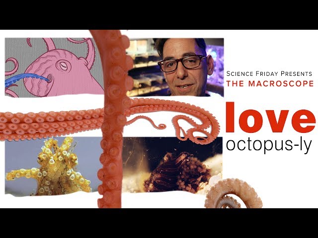 Octopus Love