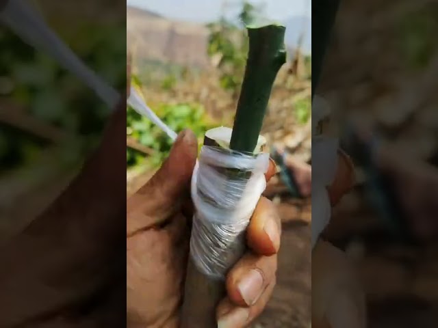 Citrus, lemon, orange, mandarin grafting  Tree grafting technique # 95