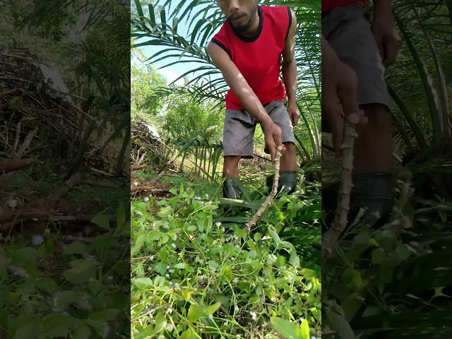 Harvesting cassava part 939 #shorts #farming #cassava #nature  #cassavaroots #cassavafarming