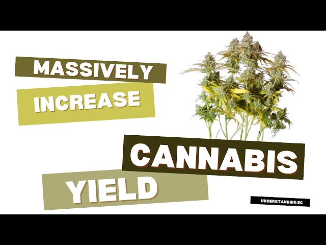 massively increase your cannabis yield by understanding EC