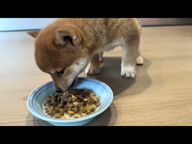 7 Essentials for Feeding Your NEW Puppy! WATCH until END Last Thing IMPORTANT! (List & Explanation)