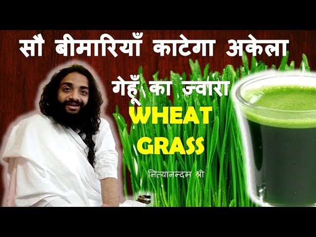 गेहूँ के ज्वारा का पूरा ज्ञान | IMMUNITY DRINK WHEAT GRASS COMPLETE STUDY HUNDRED BENEFITS