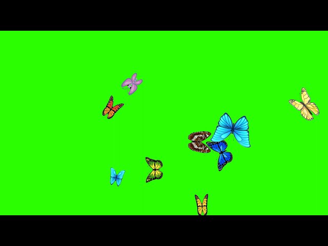 Butterfly Flying and Landing green screen | No copyright