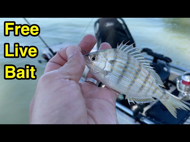 How to catch Pin Fish live bait EASY!