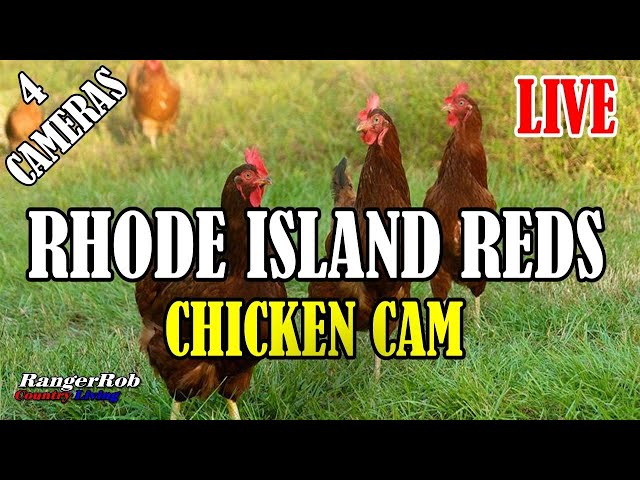 Weekend Chicken Cam, Rhode Island Reds Of Central Oregon "Chickens Gone Wild"  03-07-21