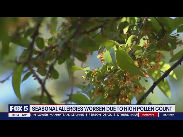 Seasonal allergies worsen across DC region due to high pollen count | FOX 5 DC