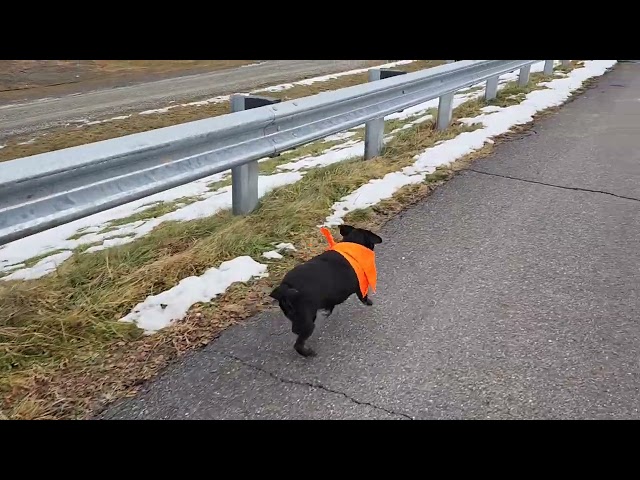 Puggles have a 'run mode' watch the difference!!!