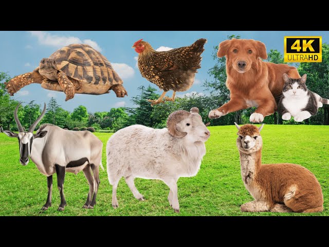 Farm & Wildlife Harmony: Turtle, Chicken, Dog, Cat, Antelope, Sheep - Animal Sounds