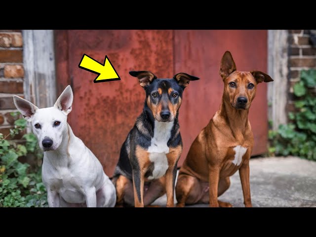 The dogs were guarding something near the garage. Looking inside, the man was horrified!