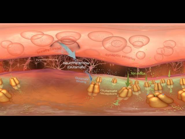 360 image of  Synapse and  Neurotransmitter - medmovie.com