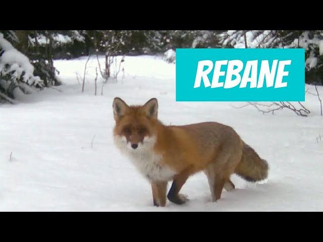 Rebane (Vulpes vulpes; Red fox) - Eesti elurikkus