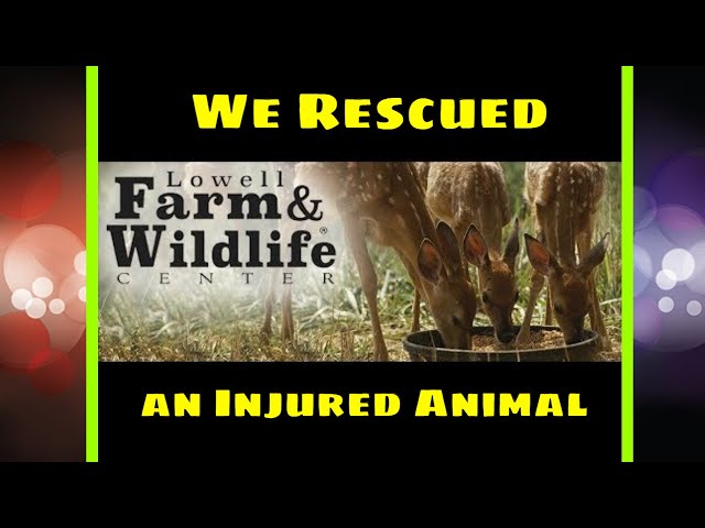 We Rescued an Injured Animal: Our Heartwarming Day at Lowell Farm and Wildlife Center