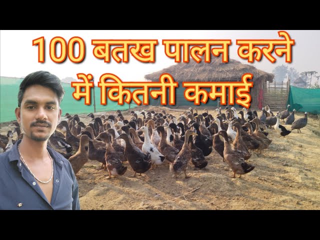 Duck Farming / 100 बतख पालन करने में कितनी कमाई | Total Cost & Profit // Forest Farming