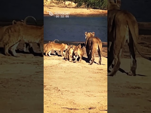 Small Lion Cubs Crossing the Sand River (The Kambula Pride)