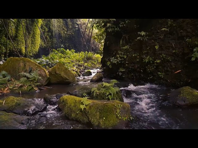 Relaxing Nature Ambience for Sleep | Forest River Nature Sounds - Gentle Stream with Birdsong