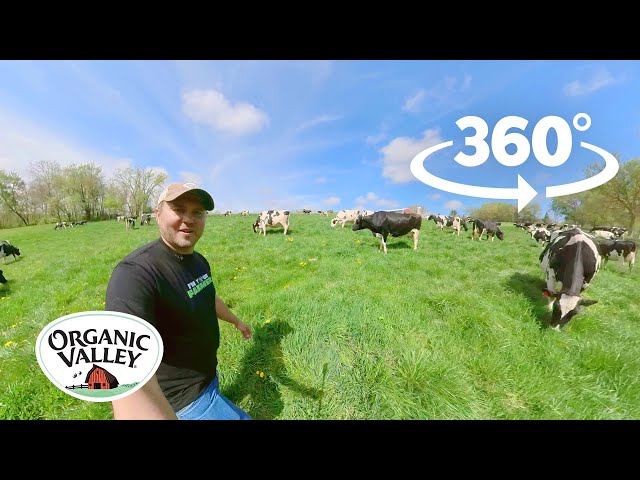 Cows are out on a Wisconsin Farm  | 360° VR