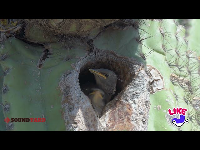 Amazing Starling Feeding Its Chicks | Nature's Parenting Moments