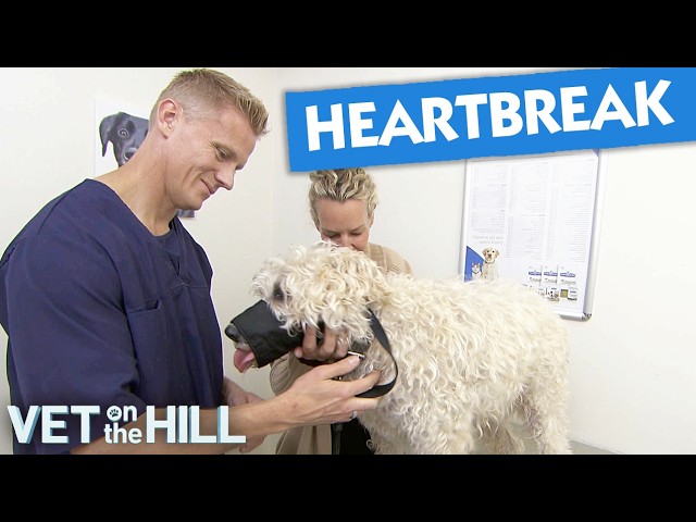 Tough Decision For Adored Dog With Huge Tumour | S3 Ep7 | Vet on the Hill