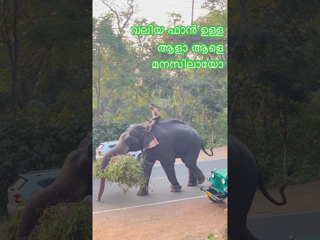 അരികൊമ്പനെ തളച് തമിഴ്നാട്ടിലേക് അയച്ചൻ ഇമ്‌ടെ സുരൂ 🤩🤩#natural #elephant #youtube 🍃🌱🍃🌱