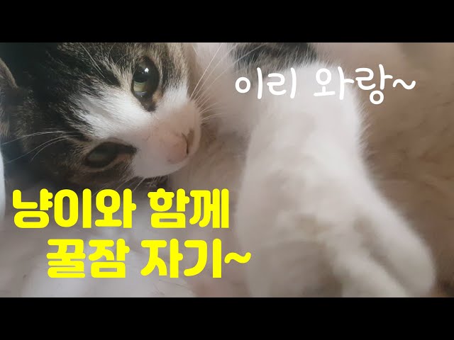 Let's sleep well with a cat, White noise, ASMR, Nature Sound in Korea