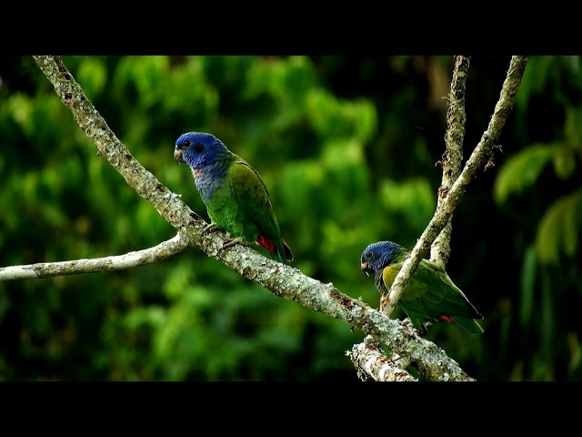 #nature Birds whatsapp status 4k video