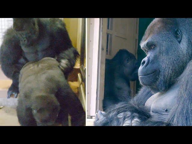 Silverback Gorilla Caring His Son | Shabani