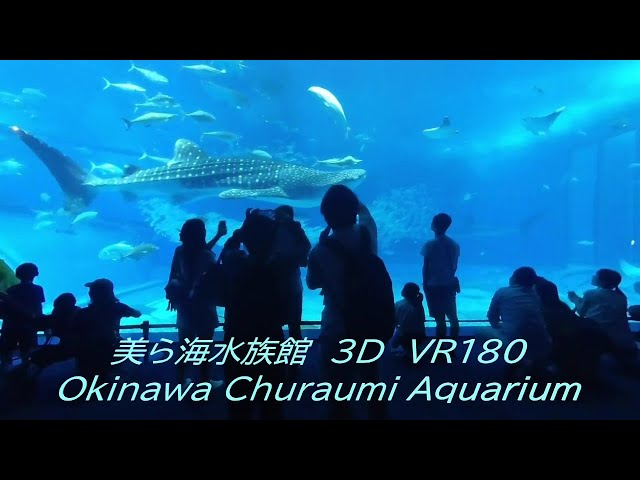 美ら海水族館 3D(VR180) Churaumi Aquarium,Okinawa,Japan