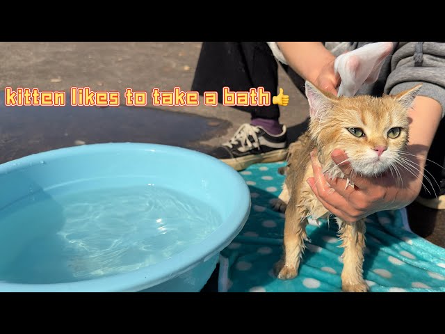 The kitten takes its first bath.  The cute cat didn't refuse to take a bath.  cute animal videos