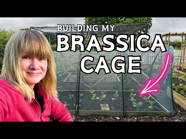 Gardening Jobs - Brassica’s Out | Plus Chatting With Eli (Eli & Kate)