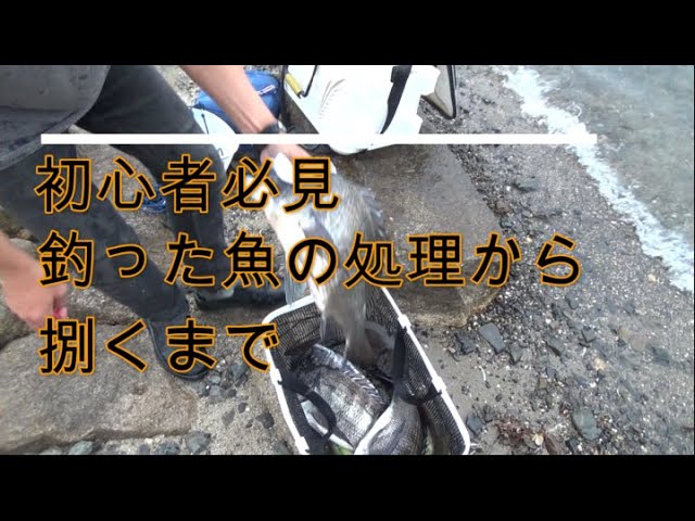 釣った魚の処理から捌くまで