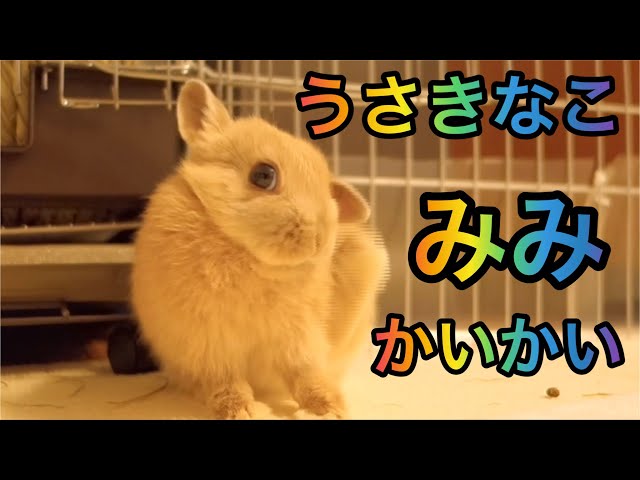 17話　うさぎのきなこ耳かゆい