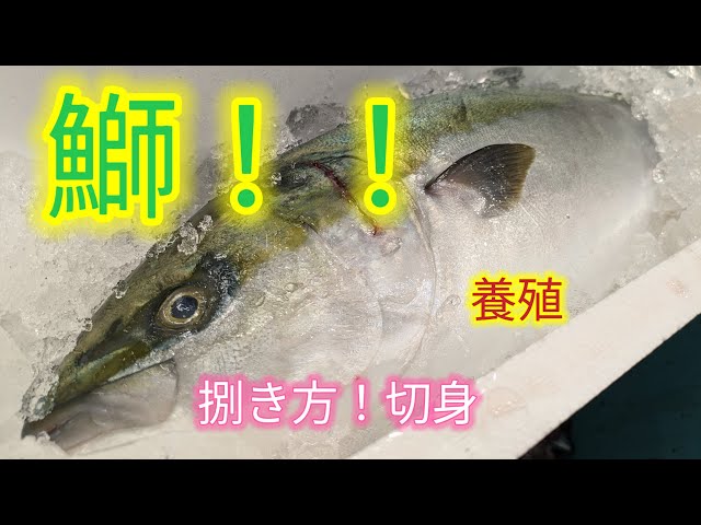 [魚の捌き方]鰤捌き方