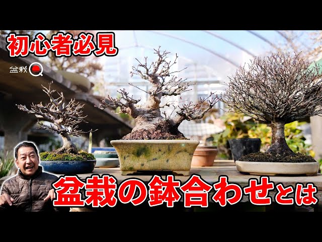 A story for beginners on how to match pots and trees. [Bonsai Q]